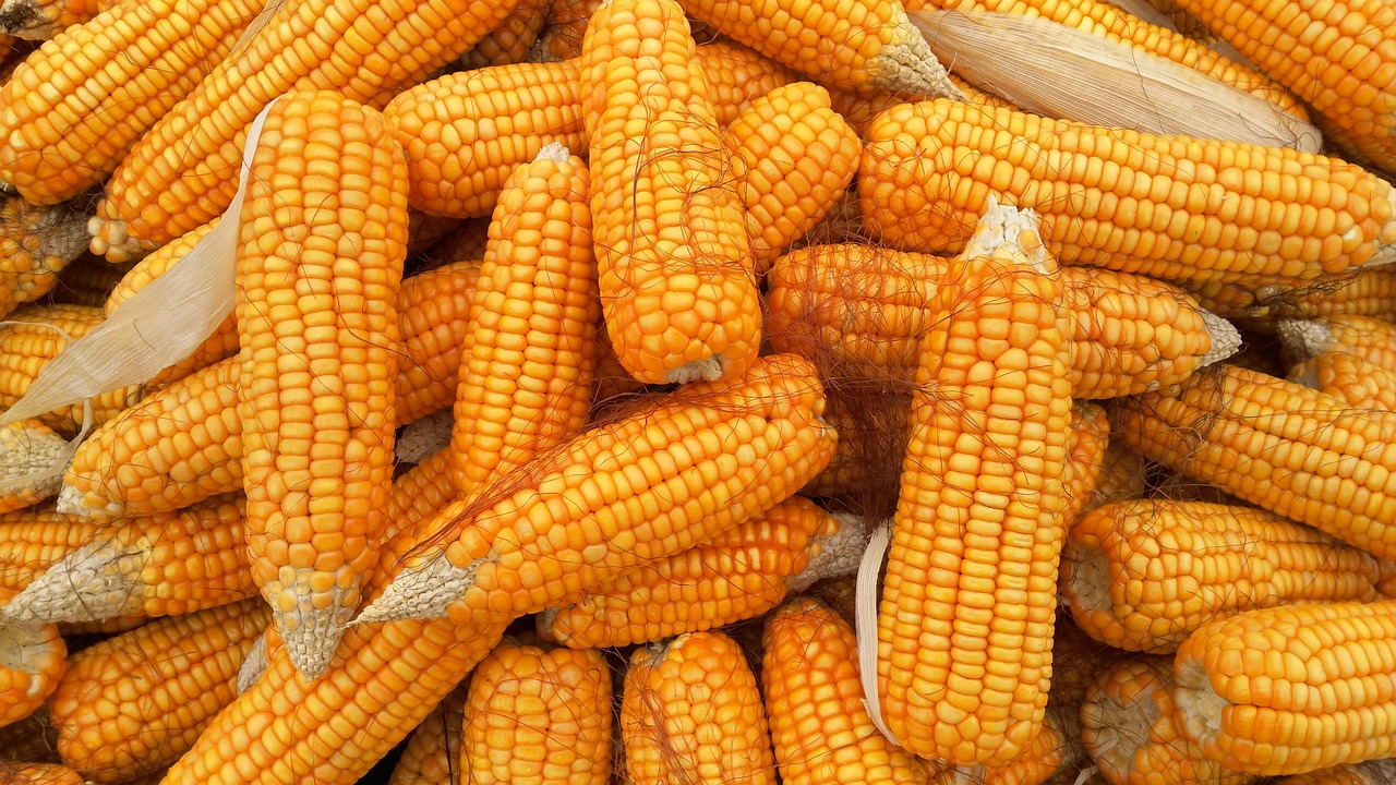 Yellow corn with husks removed by mute-gemini via Pixabay